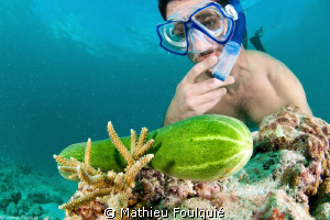 strange new sea-cucumber ... by Mathieu Foulquié 
